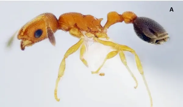 15 especies de hormigas están invadiendo Ecuador continental ¡Llegaron para quedarse!