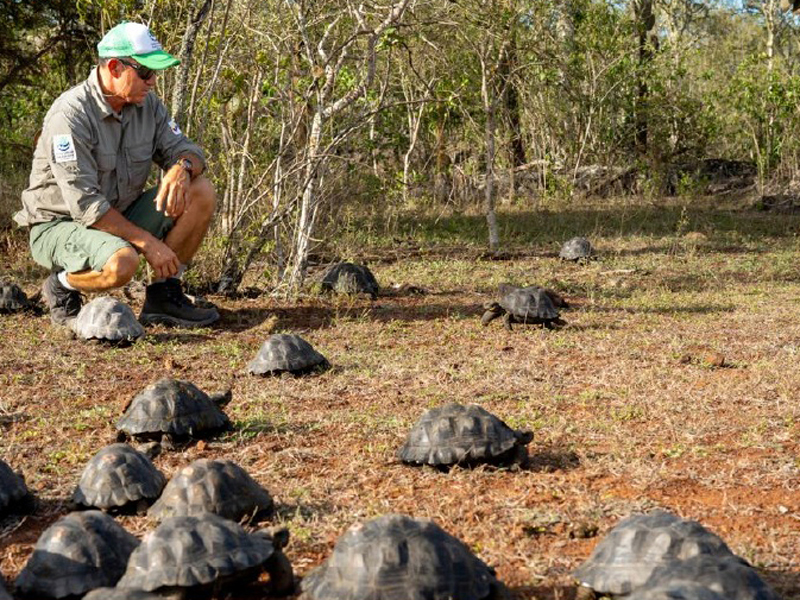 563 tortugas gigantes fueron repatriadas a su hábitat natural en cuatro islas del Archipiélago de Galápagos durante 2023