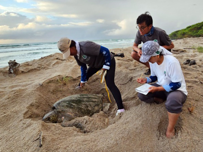 Inicia el monitoreo de la anidación de tortugas verdes en Galápagos 