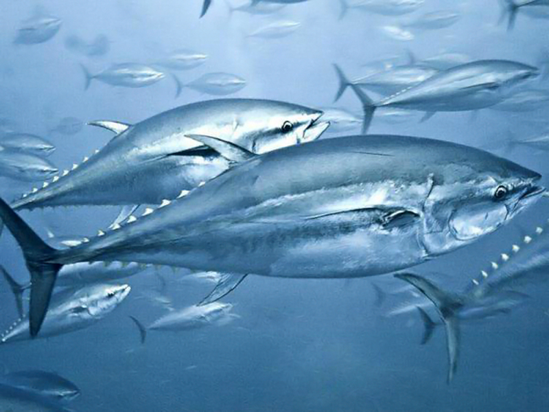 Por qué los altos niveles de mercurio en el atún no disminuyen desde hace décadas