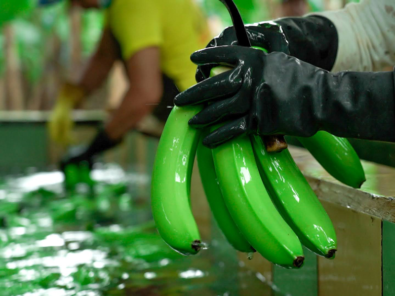 Rusia ratifica levantamiento de restricción para cinco exportadoras de banano ecuatoriano