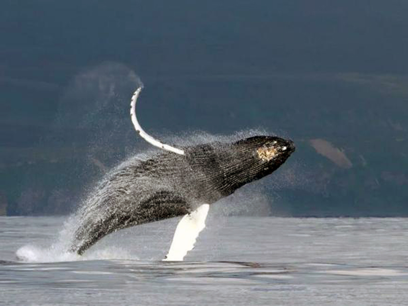 Científicos descifran el misterio de cómo las ballenas cantan debajo del agua