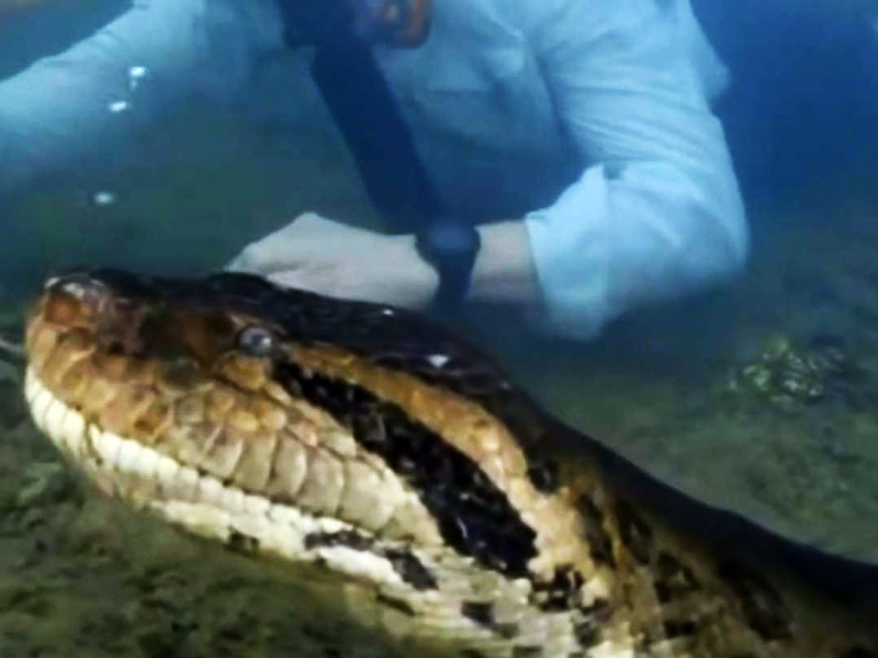 Descubren Anaconda gigante en el Amazonas