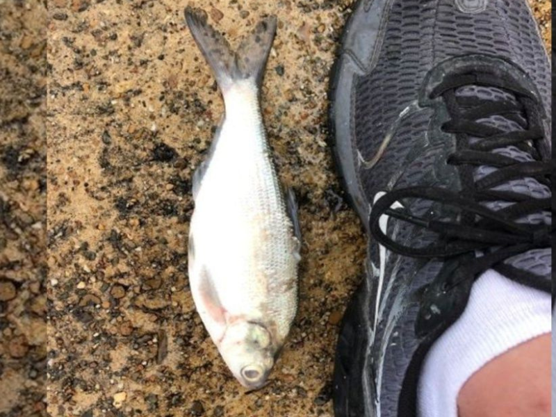 Durán: tras inundaciones aparecen peces en la puerta de las casas