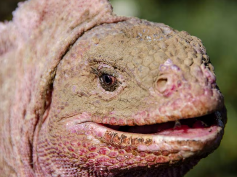 Científicos descubren un nuevo herpesvirus en la iguana rosada de Galápagos
