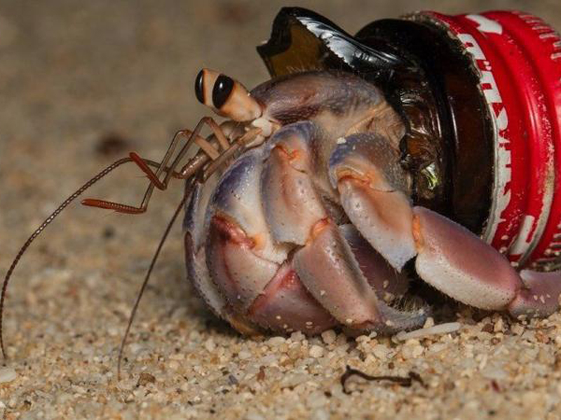 Los cangrejos ermitaños que usan nuestros desperdicios de plástico como armadura
