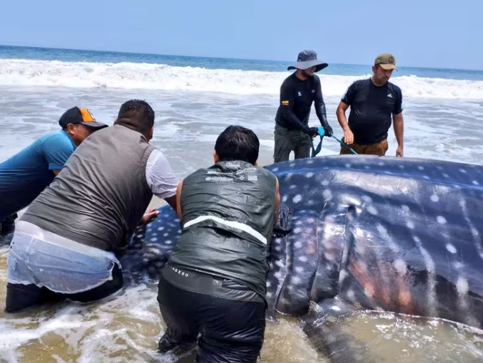 Tiburón ballena murió en una playa: tenía heridas provocadas por una red de pesca