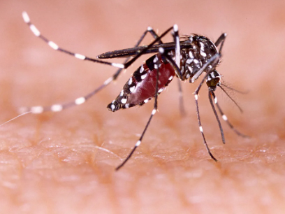 El dengue causa cada vez más estragos en Ecuador