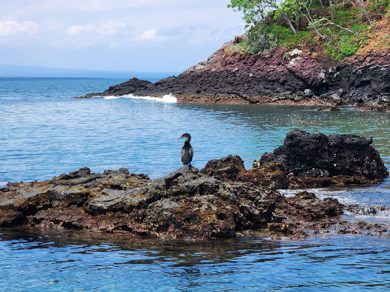 Descartan brote de influenza aviar en Galápagos; actividades se retomarán parcialmente