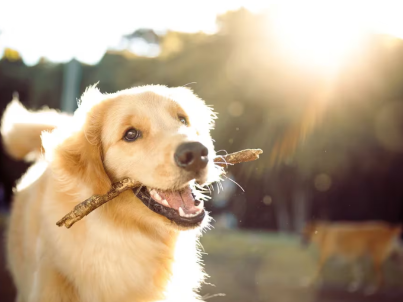 Los perros asocian palabras con objetos igual que los humanos, según un estudio