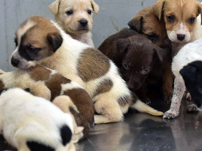 Lanzan página de adopción de mascotas en Guayaquil