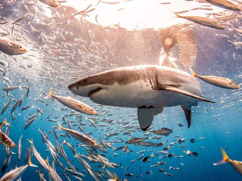 Ecuador adopta acciones ante suspensión de comercio de tiburones