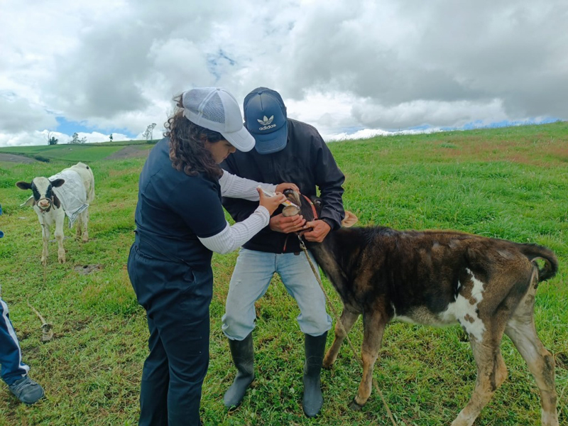 Más de 4,7 millones de cabezas de ganado bovino y bufalino serán inmunizadas contra fiebre aftosa