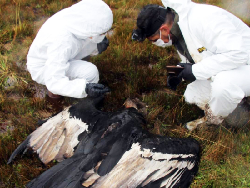 Hallan el cuerpo de un cóndor andino en Napo