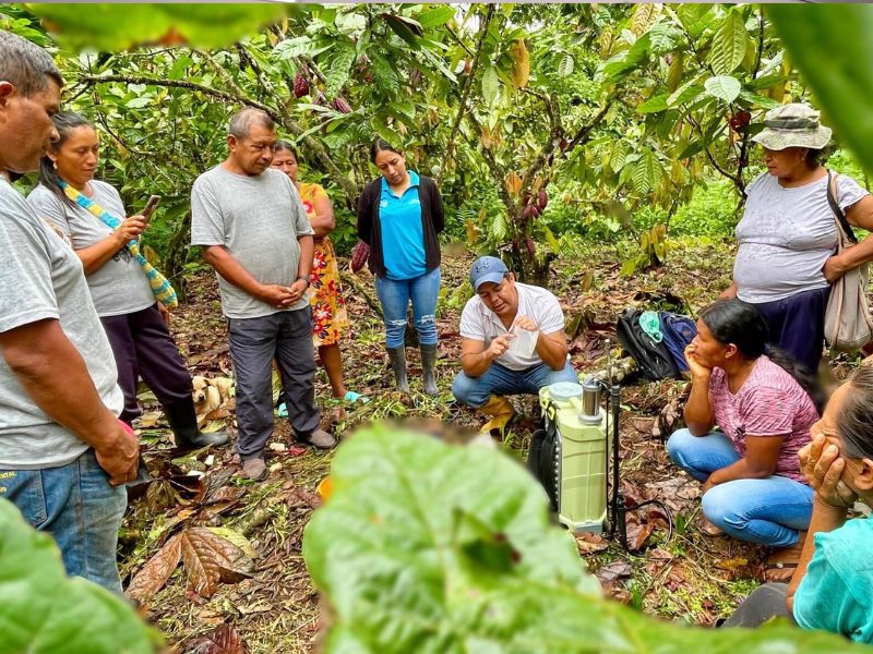 Con suero de leche y baba de cacao combaten musgo y plagas en plantaciones cacaoteras en Napo