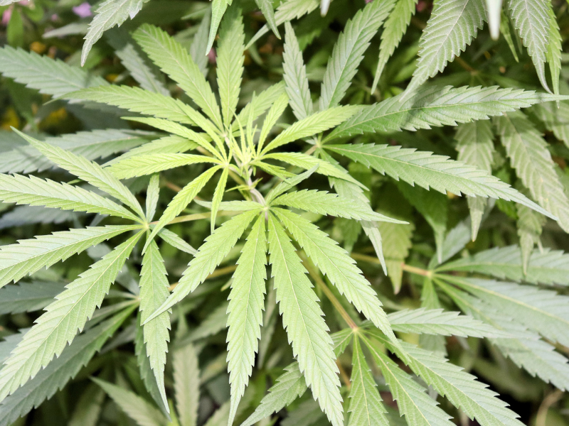 Estados Unidos clasificará a la marihuana como una droga de bajo riesgo