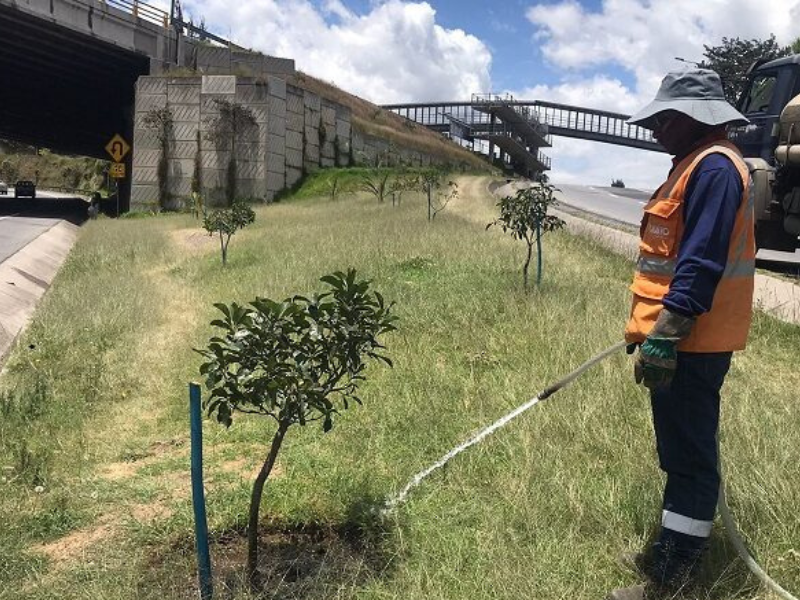 350 nuevos árboles purifican el aire en el intercambiador de la av. Simón Bolívar y Ruta Viva