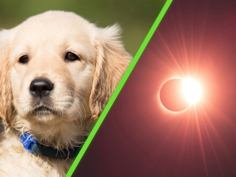 Cómo afecta a los animales salvajes y domésticos un eclipse solar total