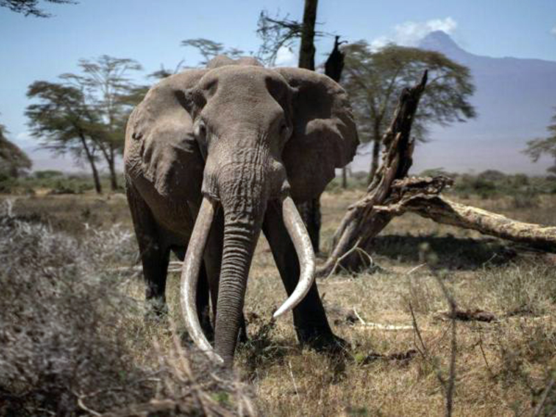 ‘No es broma’: Botsuana amenaza con enviar 20.000 elefantes a Alemania