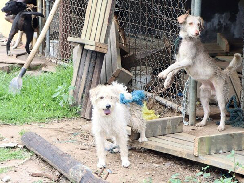 Quito: mascotas encadenadas fueron rescatadas en el Parque Itchimbía