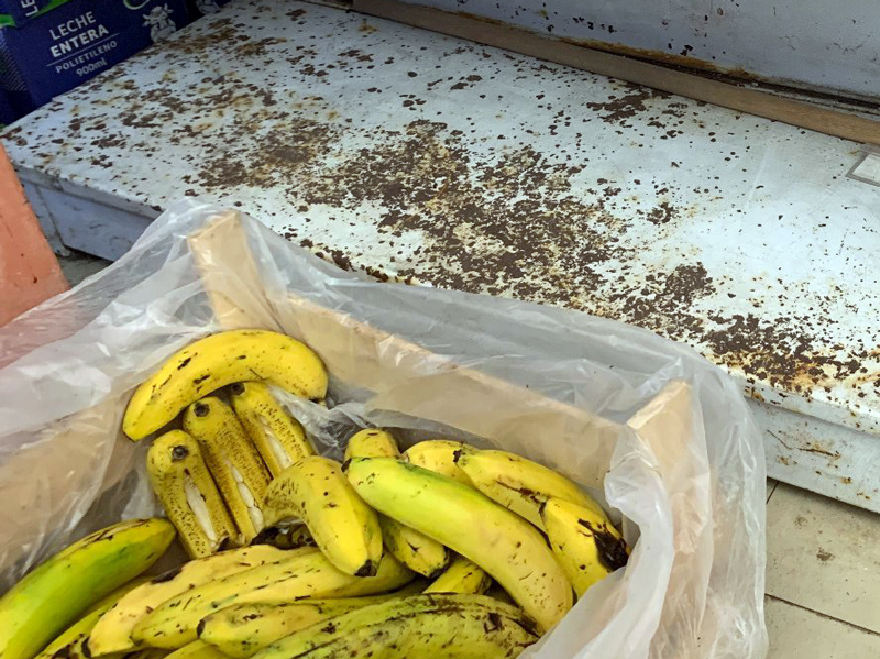 Cucarachas en áreas de empaque llevan a clausura de supermercado en Sucúa