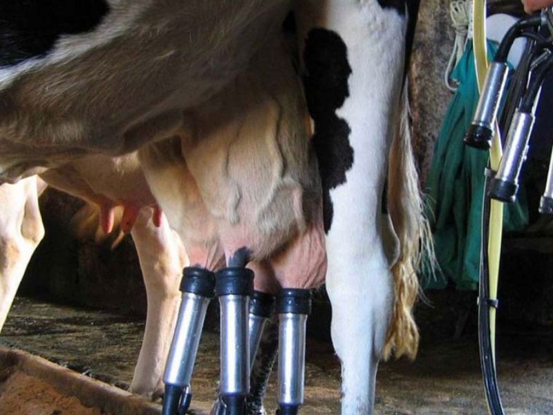 Productores de leche exigen justicia: precio oficial no cubre costos de producción