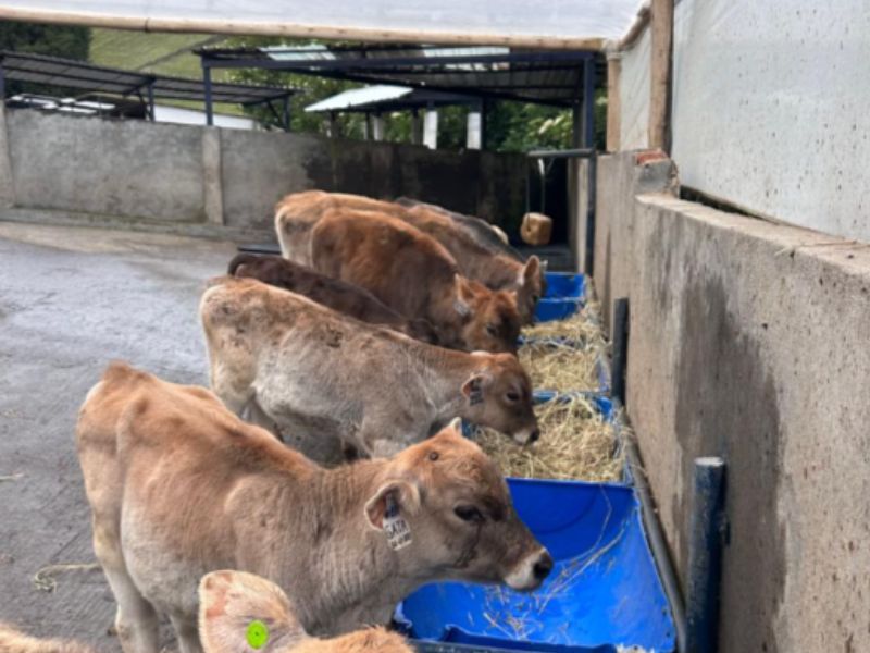 Productores de leche exigen justicia: precio oficial no cubre costos de producción