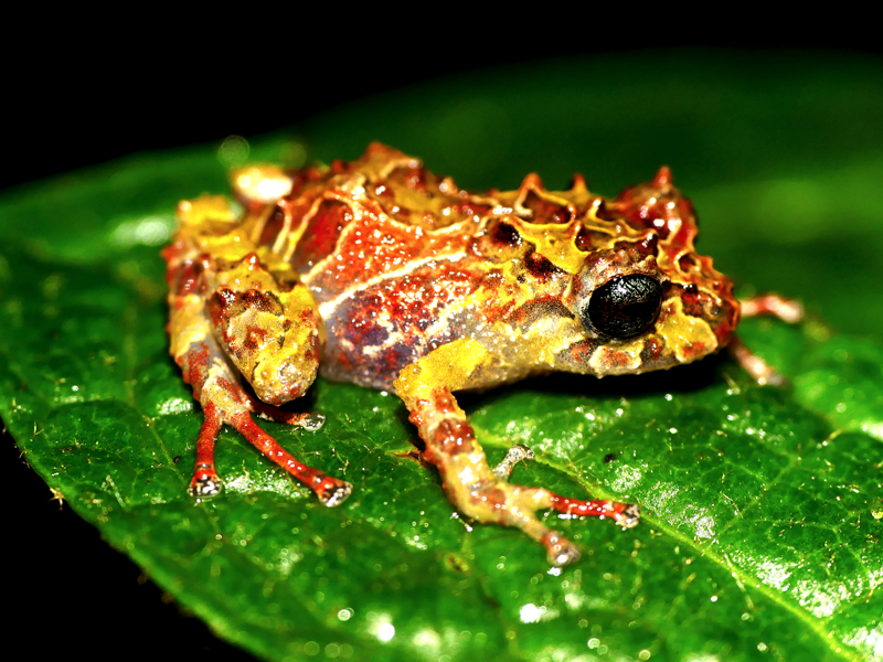 Nueva especie de rana es descrita en el Corredor Ecológico Llanganates – Sangay