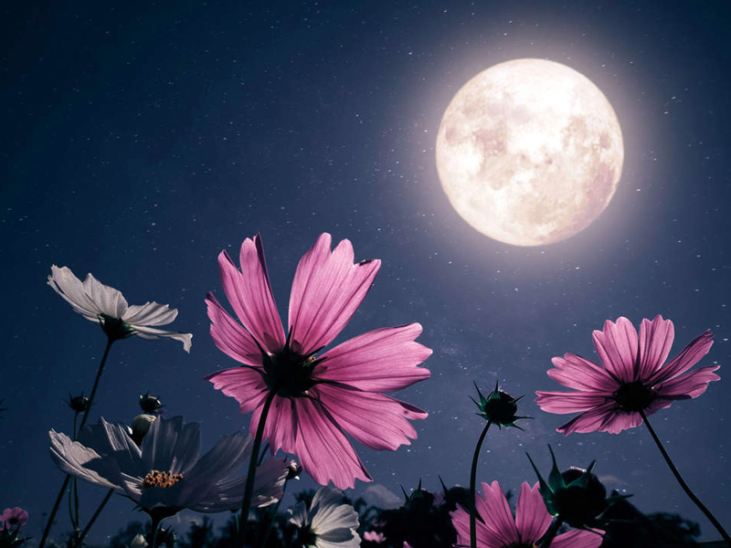 ¿Qué día se podrá observar la Luna de Flores?
