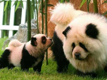 Pintan a perritos para que parezcan osos panda, en China