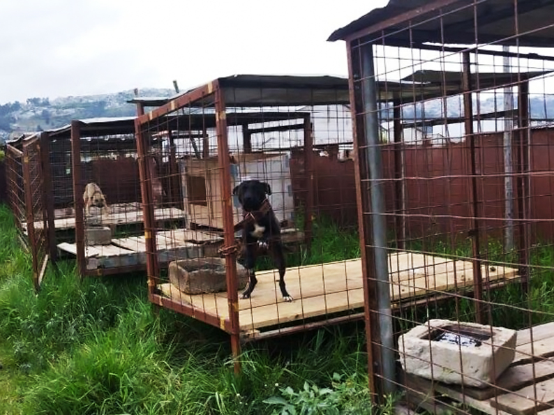 Una mujer es sancionada por tener enjaulados a 24 animales de compañía