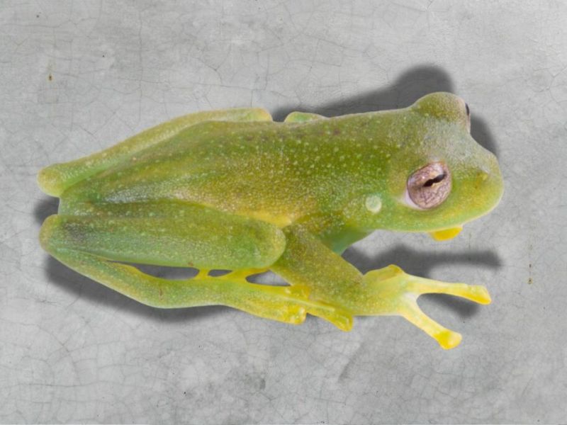 Nueva especie de rana fue descubierta en Ecuador