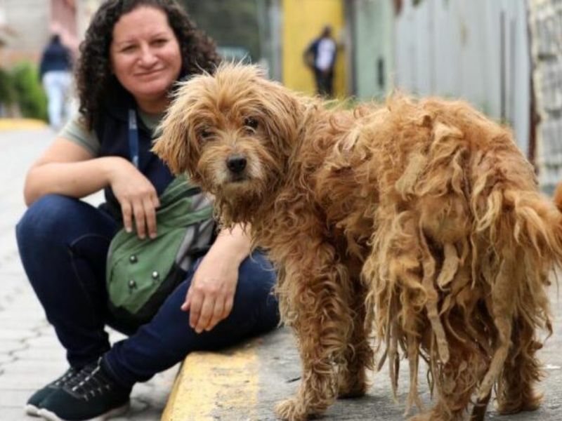 Censo de perros y gatos se realizará en el sur de Quito este sábado 6 de julio