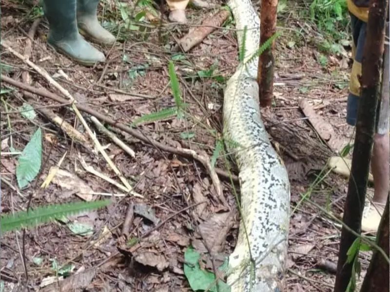 Una serpiente pitón se comió a una mujer de 36 años en Indonesia