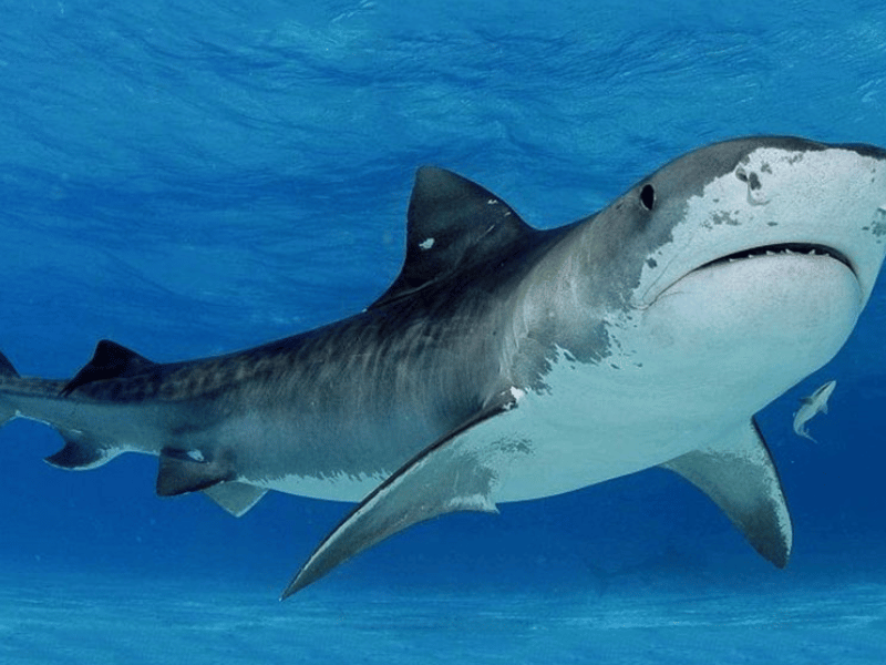 Científicos detectan tiburones intoxicados con cocaína en Brasil