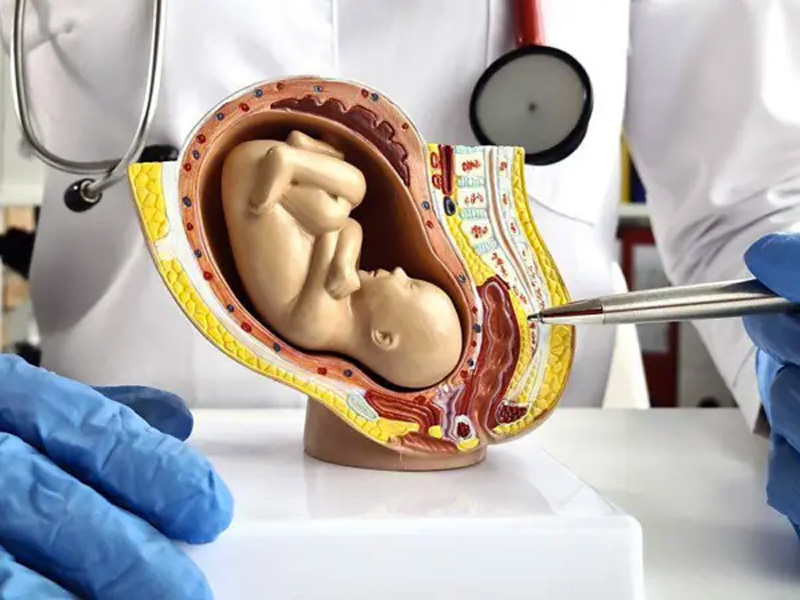 El útero artificial para salvar la vida de bebés prematuros