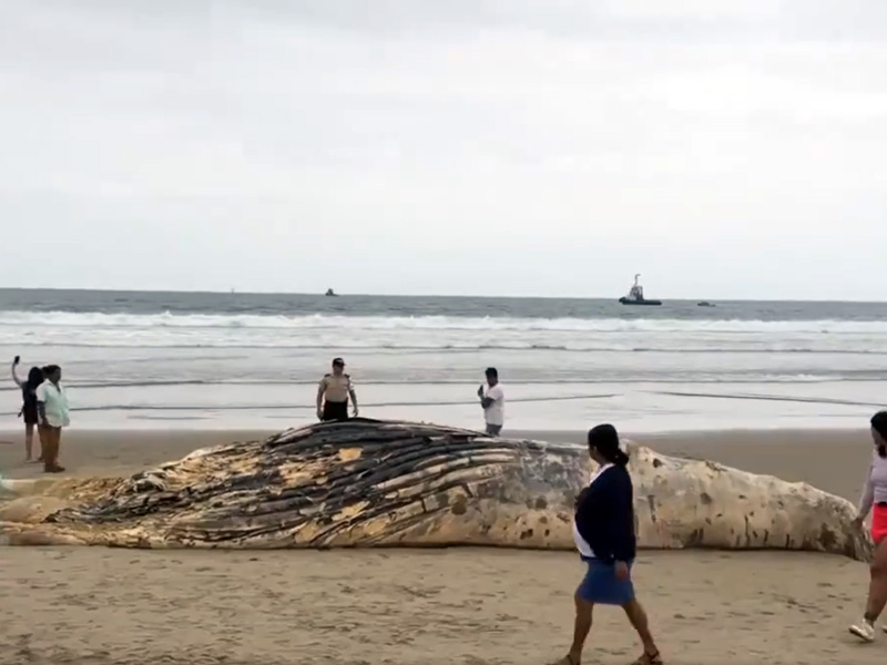 Encuentran ballena muerta en playa de Santa Elena