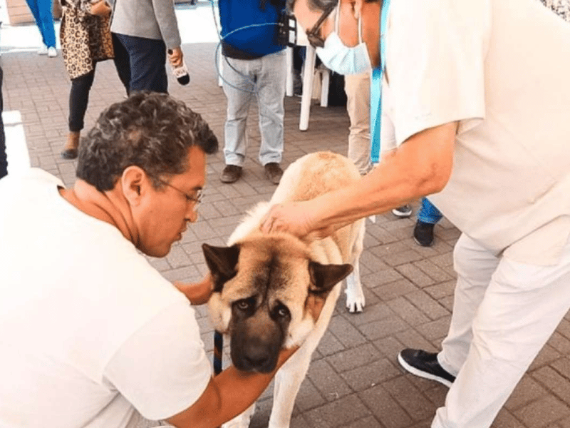 Ministerio de Salud vacunará a mascotas contra la rabia