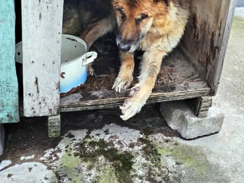 $4.600 deberán pagar quienes maltrataron a un perro con paraplejia