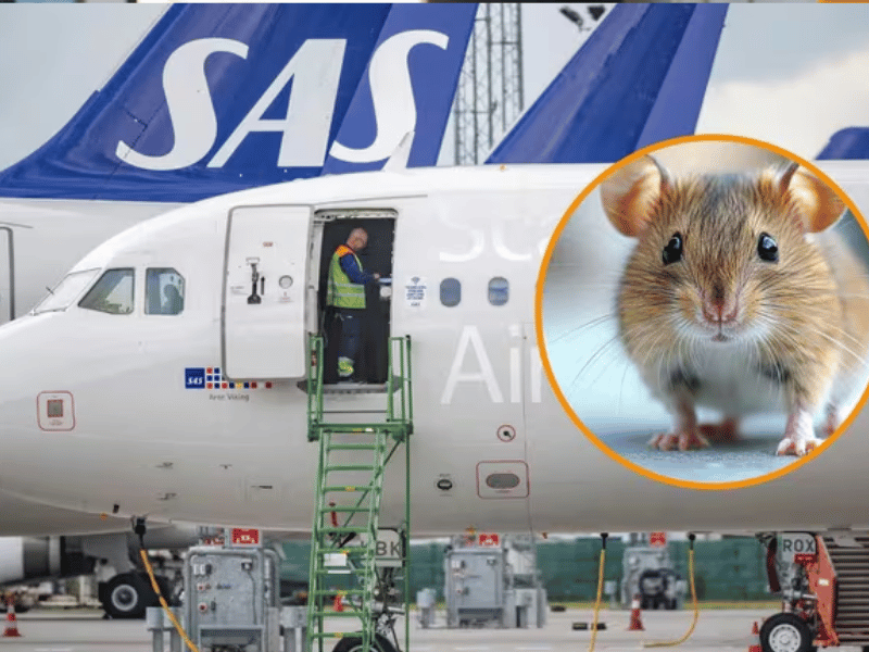 Ratón obliga a un vuelo de SAS a aterrizar de emergencia en Copenhague