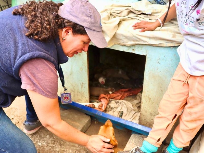 Animales afectados por el incendio en Guápulo reciben atención de emergencia