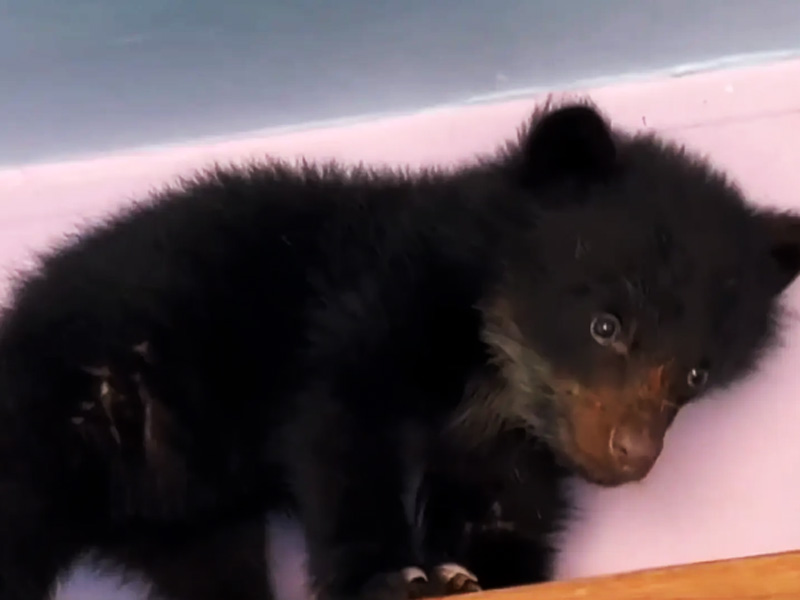 Rescatan a cachorro de oso en un inmueble abandonado en Napo