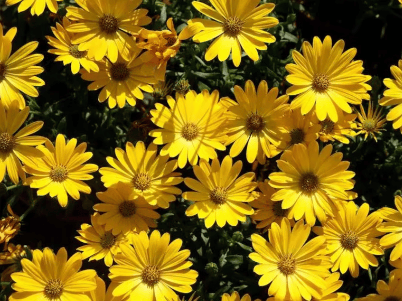 ¡Ecuador se tiñe de amarillo! Flores invaden septiembre y disparan exportaciones