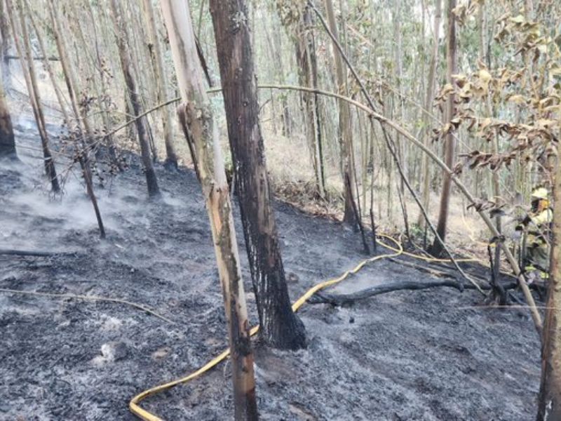 Ambiente liderará restauración ecológica tras incendios forestales en Ecuador