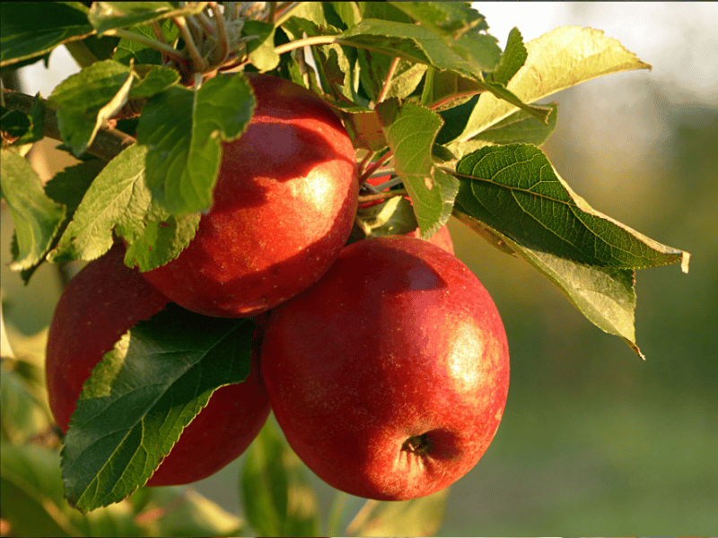 ¿Por qué las manzanas ayudan a reducir el colesterol y bajar de peso?