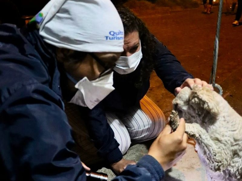 Ocho perros recibieron atención en medio de incendios forestales en Quito