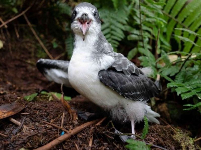 Parque Nacional Galápagos responde a denuncias sobre el uso de herbicidas en Media Luna