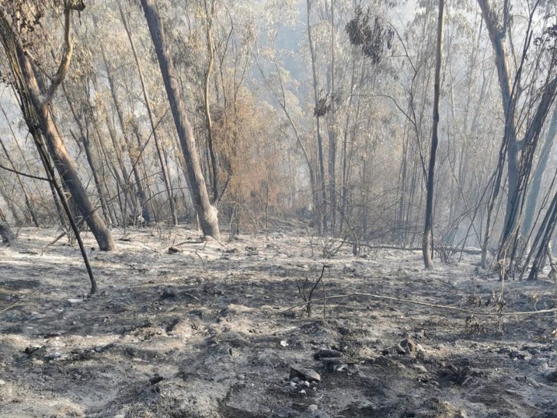 Las llamas consumieron 176 hectáreas de cobertura vegetal 