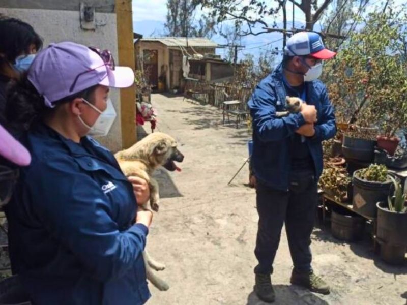 Recomendaciones para cuidar a los animales de compañía afectados por incendios forestales