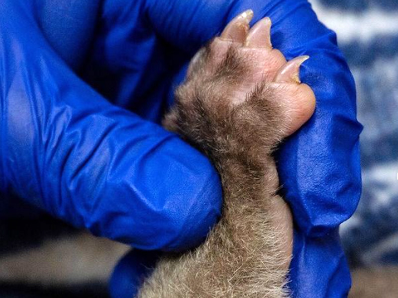 Zoo Quito atienda a fauna silvestre afectada en los incendios forestales